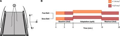 Natural ageing primarily affects the initial response to a sustained walking perturbation but not the ability to adapt over time